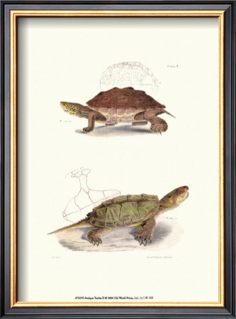 Antique Turtles Ii by J.W. Hill Pricing Limited Edition Print image