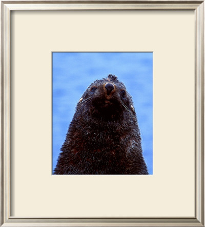 Fur Seal, Antarctica by Charles Glover Pricing Limited Edition Print image