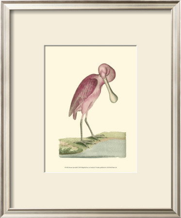 Roseate Spoonbill by Frederick P. Nodder Pricing Limited Edition Print image