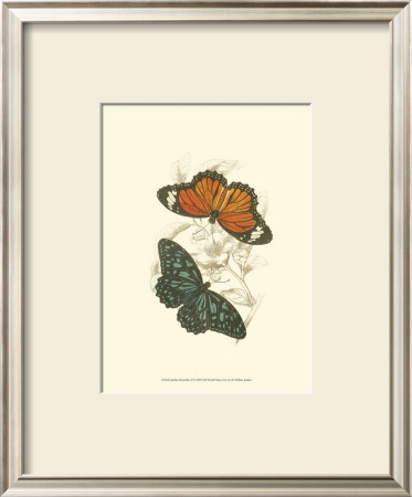 Butterflies Ii by Sir William Jardine Pricing Limited Edition Print image