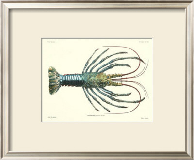 Crustacean Iv by Pierre Siebold Pricing Limited Edition Print image