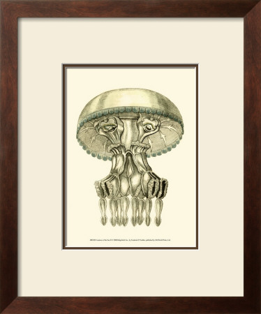 Creatures Of The Sea Ii by Frederick P. Nodder Pricing Limited Edition Print image