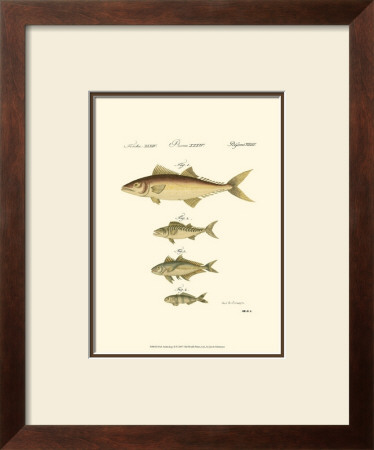 Fish Anthology Ii by Jacob Schmuzer Pricing Limited Edition Print image
