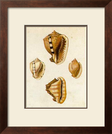 Conchology  Cassis by W. Miller Pricing Limited Edition Print image
