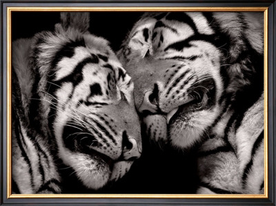 Sleeping Tigers by Marina Cano Pricing Limited Edition Print image