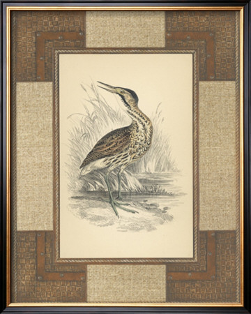 Marshland Bittern by Alastair Reynolds Pricing Limited Edition Print image