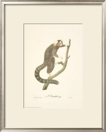 Monkeys: L'ouistiti by Jean-Baptiste Audebert Pricing Limited Edition Print image
