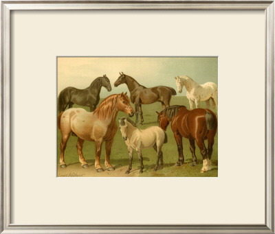 Horse Breeds Ii by Emil Volkers Pricing Limited Edition Print image