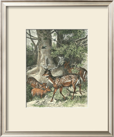 Fallow Deer by Friedrich Specht Pricing Limited Edition Print image
