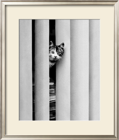 Chat Curieux by Edward Golbin Pricing Limited Edition Print image