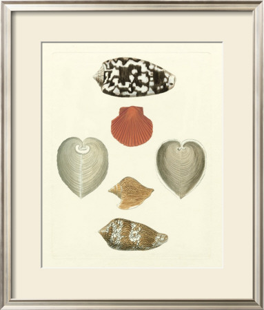 Knorr Shells Iii by George Wolfgang Knorr Pricing Limited Edition Print image