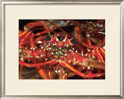 Hello Lobster by Charles Glover Pricing Limited Edition Print image