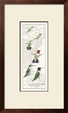 Ruby Throated Hummingbird by David Sibley Pricing Limited Edition Print image