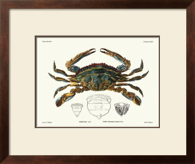 Crustacean Ii by Pierre Siebold Pricing Limited Edition Print image