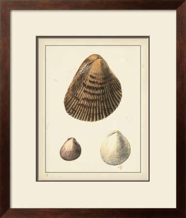 Antique Shells Ii by Denis Diderot Pricing Limited Edition Print image