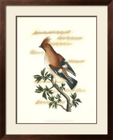 Traditional Shaw Bird Ii by George Shaw Pricing Limited Edition Print image