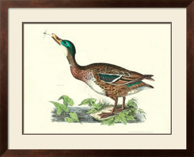 Wild Duck by Prideaux John Selby Pricing Limited Edition Print image