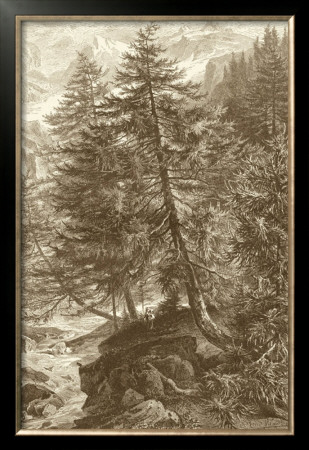 Sepia Larch Tree by Ernst Heyn Pricing Limited Edition Print image