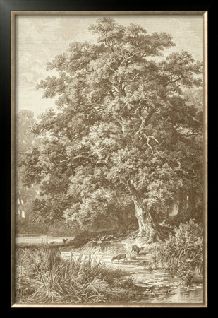 Sepia Oak Tree by Ernst Heyn Pricing Limited Edition Print image