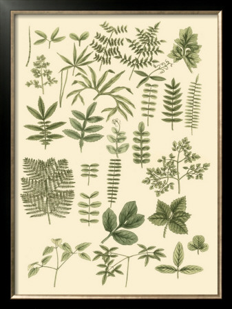Abundant Foliage Ii by John Miller (Johann Sebastien Mueller) Pricing Limited Edition Print image
