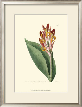 Antique Canna Iii by Van Houtt Pricing Limited Edition Print image