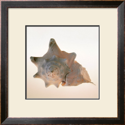 Conch by Tom Artin Pricing Limited Edition Print image