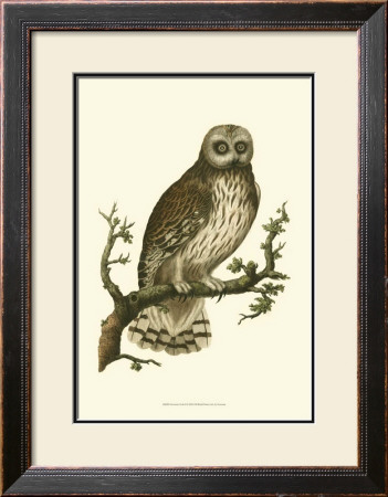 Owls Ii by Nozeman Pricing Limited Edition Print image