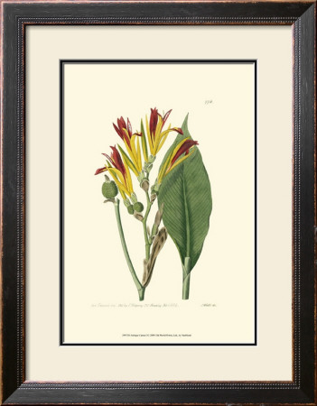 Antique Canna I by Van Houtt Pricing Limited Edition Print image