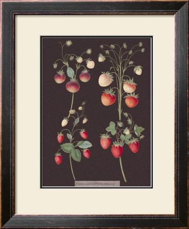 Strawberries by George Brookshaw Pricing Limited Edition Print image