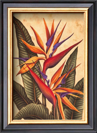 Tropical Bird Of Paradise by Dianne Krumel Pricing Limited Edition Print image