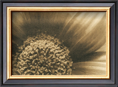 Gerberas Ii by Judy Silverstein Pricing Limited Edition Print image