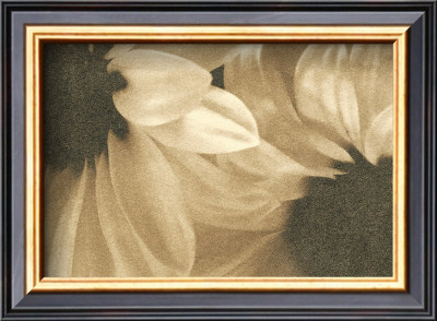 Daisies I by Judy Silverstein Pricing Limited Edition Print image