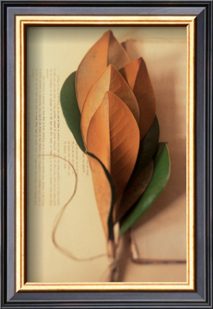 Green Magnolia by Carol Kaplan Pricing Limited Edition Print image