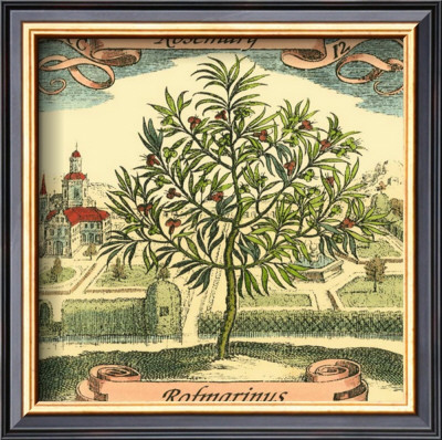 Rosemary by Theodor De Bry Pricing Limited Edition Print image