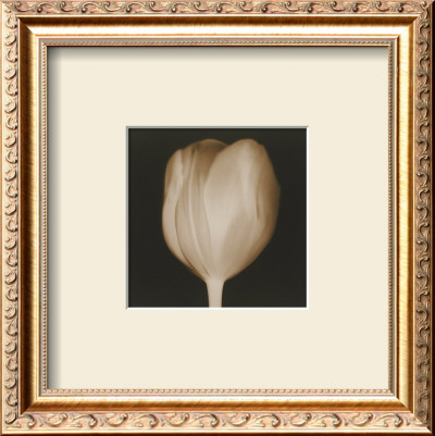 Tulip by Melissa Springer Pricing Limited Edition Print image