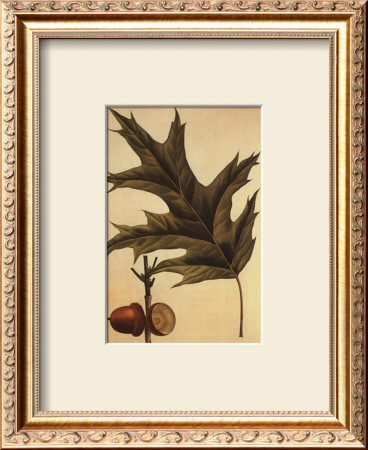 Red Oak by Francois A. Michaux Pricing Limited Edition Print image