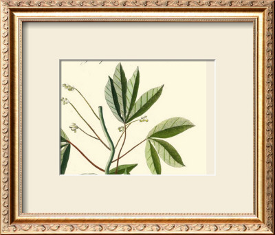 Naturalist Study I by A. Bell Pricing Limited Edition Print image