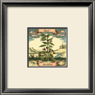 Basil by Theodor De Bry Pricing Limited Edition Print image