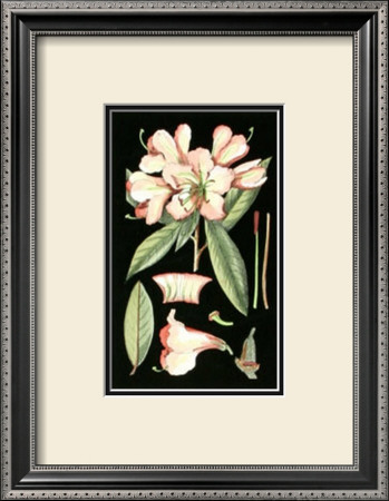 Rhododendron Blossom I by Samuel Curtis Pricing Limited Edition Print image