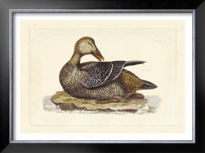 Duck Iv by John Selby Pricing Limited Edition Print image