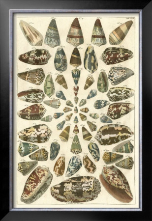 Seba Shell Collection V by Albertus Seba Pricing Limited Edition Print image