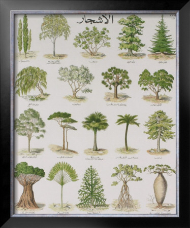 The Tree Teaching Chart by Deyrolle Pricing Limited Edition Print image