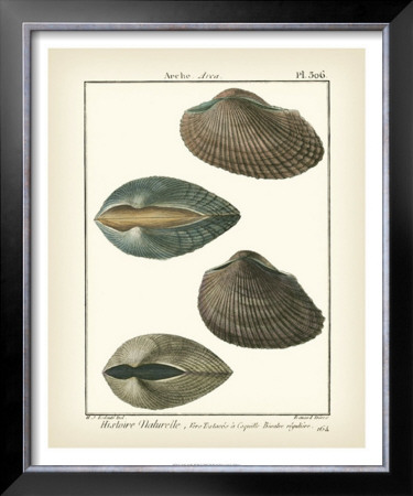 Arche Shells, Pl.306 by Denis Diderot Pricing Limited Edition Print image