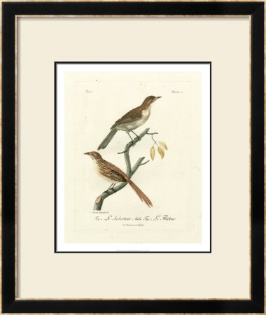 Antique French Birds I by Francois Langlois Pricing Limited Edition Print image