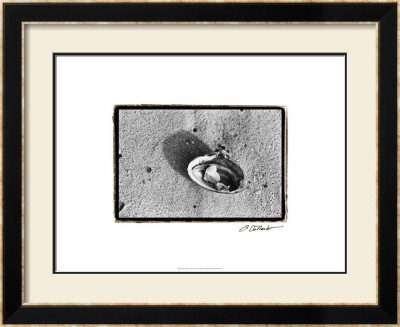 Sand Treasures Vi by Laura Denardo Pricing Limited Edition Print image