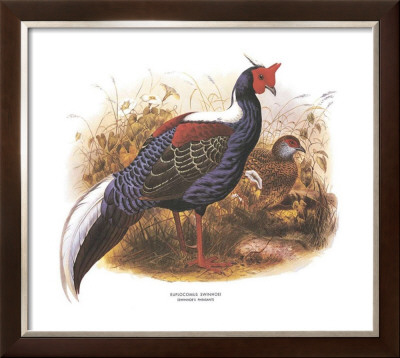 Swinhoe's Pheasant by Wolf & Smit Pricing Limited Edition Print image