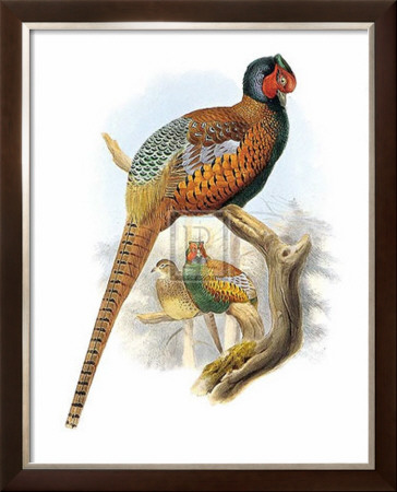 Pheasant by Joseph Wolf Pricing Limited Edition Print image
