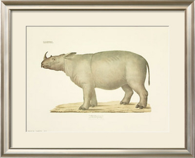 Rhinoceros by Georg August Goldfuss Pricing Limited Edition Print image