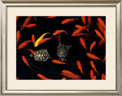 Goldfish Pond, Beijing Botanical Gardens by John Warburton-Lee Pricing Limited Edition Print image