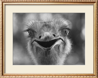 Outgoing Ostrich by Charlie Morey Pricing Limited Edition Print image
